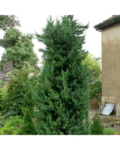 Ялівець китайський Монарх | Juniperus chinensis Monarch | Можжевельник китайский Монарх