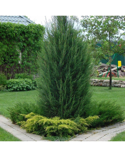 Ялівець китайський Монарх | Juniperus chinensis Monarch | Можжевельник китайский Монарх