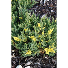 Ялівець китайський Експанса Варієгата |  Juniperus chinensis Expansa Variegata | Можжевельник китайский Экспанса Вариегата