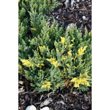 Ялівець китайський Експанса Варієгата |  Juniperus chinensis Expansa Variegata | Можжевельник китайский Экспанса Вариегата