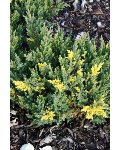 Ялівець китайський Експанса Варієгата | Juniperus chinensis Expansa Variegata | Можжевельник китайский Экспанса Вариегата