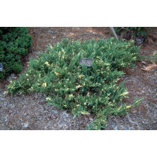 Ялівець китайський Експанса Варієгата |  Juniperus chinensis Expansa Variegata | Можжевельник китайский Экспанса Вариегата