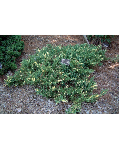 Ялівець китайський Експанса Варієгата | Juniperus chinensis Expansa Variegata | Можжевельник китайский Экспанса Вариегата