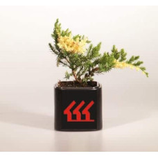 Ялівець китайський Експанса Варієгата |  Juniperus chinensis Expansa Variegata | Можжевельник китайский Экспанса Вариегата