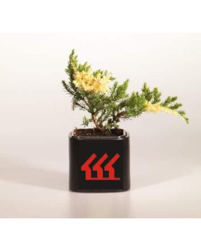 Ялівець китайський Експанса Варієгата | Juniperus chinensis Expansa Variegata | Можжевельник китайский Экспанса Вариегата