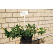 Ялівець китайський Експанса Варієгата |  Juniperus chinensis Expansa Variegata | Можжевельник китайский Экспанса Вариегата