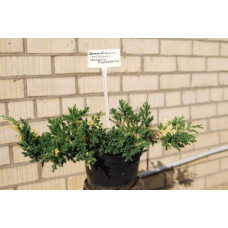 Ялівець китайський Експанса Варієгата |  Juniperus chinensis Expansa Variegata | Можжевельник китайский Экспанса Вариегата
