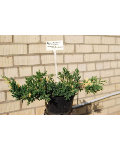 Ялівець китайський Експанса Варієгата | Juniperus chinensis Expansa Variegata | Можжевельник китайский Экспанса Вариегата
