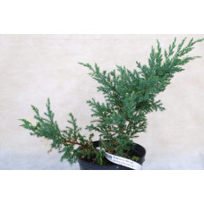 Ялівець китайський Експанса Варієгата |  Juniperus chinensis Expansa Variegata | Можжевельник китайский Экспанса Вариегата