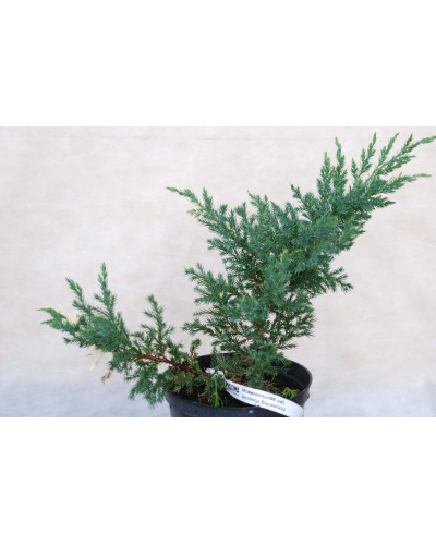 Ялівець китайський Експанса Варієгата | Juniperus chinensis Expansa Variegata | Можжевельник китайский Экспанса Вариегата