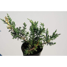 Ялівець китайський Експанса Варієгата |  Juniperus chinensis Expansa Variegata | Можжевельник китайский Экспанса Вариегата
