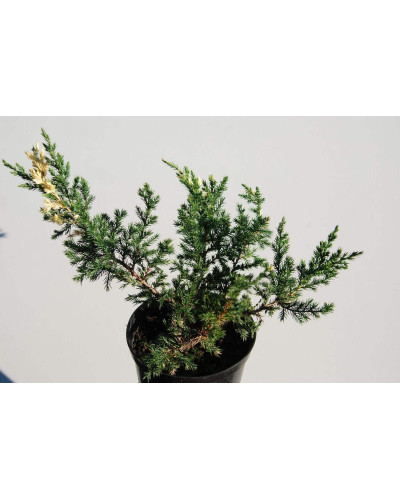 Ялівець китайський Експанса Варієгата | Juniperus chinensis Expansa Variegata | Можжевельник китайский Экспанса Вариегата