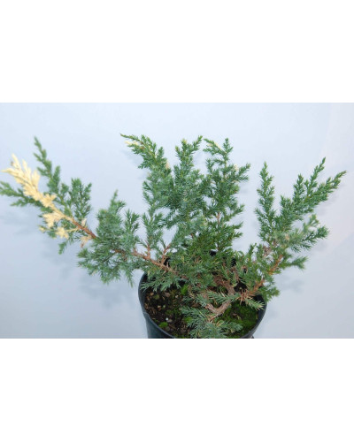 Ялівець китайський Експанса Варієгата | Juniperus chinensis Expansa Variegata | Можжевельник китайский Экспанса Вариегата