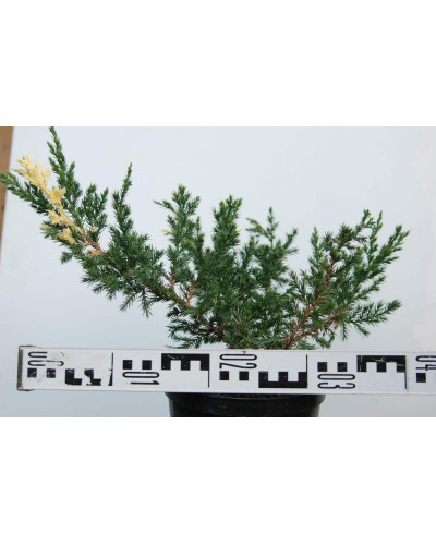 Ялівець китайський Експанса Варієгата | Juniperus chinensis Expansa Variegata | Можжевельник китайский Экспанса Вариегата