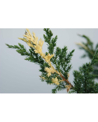 Ялівець китайський Експанса Варієгата | Juniperus chinensis Expansa Variegata | Можжевельник китайский Экспанса Вариегата