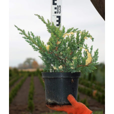 Ялівець китайський Експанса Варієгата |  Juniperus chinensis Expansa Variegata | Можжевельник китайский Экспанса Вариегата