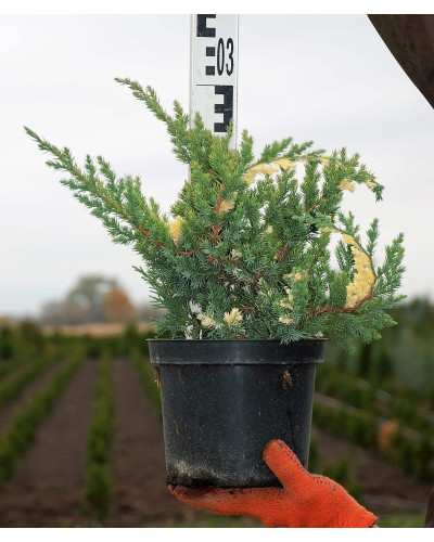 Ялівець китайський Експанса Варієгата | Juniperus chinensis Expansa Variegata | Можжевельник китайский Экспанса Вариегата