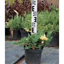 Ялівець китайський Експанса Варієгата |  Juniperus chinensis Expansa Variegata | Можжевельник китайский Экспанса Вариегата