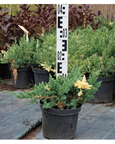Ялівець китайський Експанса Варієгата | Juniperus chinensis Expansa Variegata | Можжевельник китайский Экспанса Вариегата