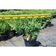 Ялівець китайський Експанса Варієгата |  Juniperus chinensis Expansa Variegata | Можжевельник китайский Экспанса Вариегата