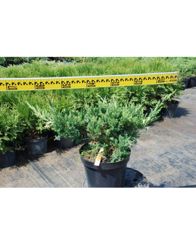 Ялівець китайський Експанса Варієгата | Juniperus chinensis Expansa Variegata | Можжевельник китайский Экспанса Вариегата