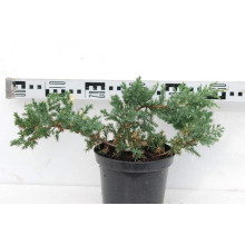 Ялівець китайський Експанса Варієгата |  Juniperus chinensis Expansa Variegata | Можжевельник китайский Экспанса Вариегата
