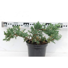 Ялівець китайський Експанса Варієгата |  Juniperus chinensis Expansa Variegata | Можжевельник китайский Экспанса Вариегата