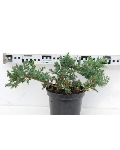 Ялівець китайський Експанса Варієгата | Juniperus chinensis Expansa Variegata | Можжевельник китайский Экспанса Вариегата