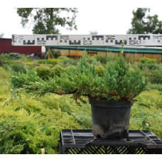 Ялівець китайський Експанса Варієгата |  Juniperus chinensis Expansa Variegata | Можжевельник китайский Экспанса Вариегата