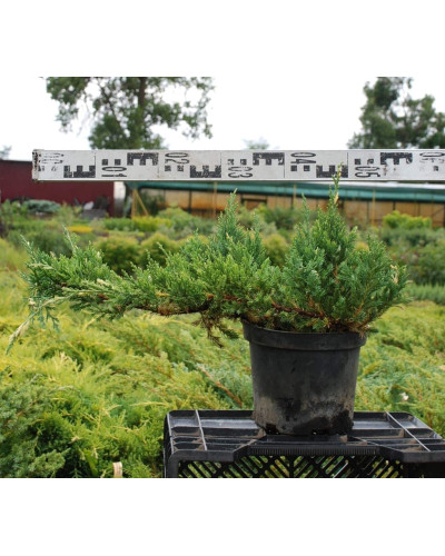 Ялівець китайський Експанса Варієгата | Juniperus chinensis Expansa Variegata | Можжевельник китайский Экспанса Вариегата