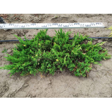 Ялівець китайський Експанса Варієгата |  Juniperus chinensis Expansa Variegata | Можжевельник китайский Экспанса Вариегата