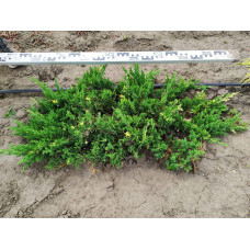 Ялівець китайський Експанса Варієгата |  Juniperus chinensis Expansa Variegata | Можжевельник китайский Экспанса Вариегата