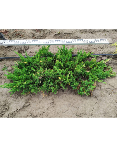 Ялівець китайський Експанса Варієгата | Juniperus chinensis Expansa Variegata | Можжевельник китайский Экспанса Вариегата