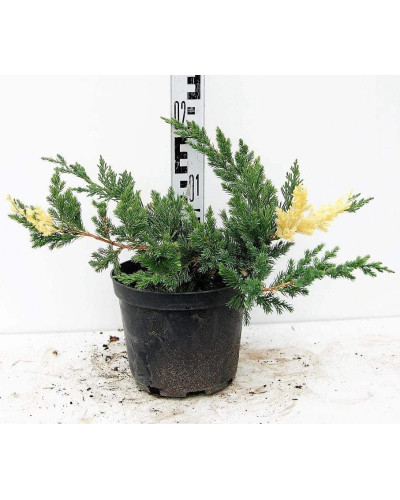 Ялівець китайський Експанса Варієгата | Juniperus chinensis Expansa Variegata | Можжевельник китайский Экспанса Вариегата