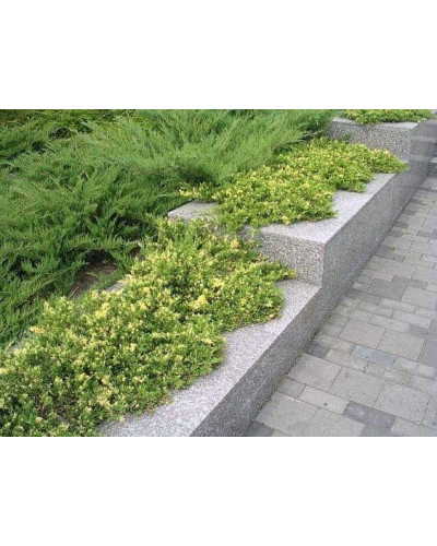 Ялівець китайський Експанса Варієгата | Juniperus chinensis Expansa Variegata | Можжевельник китайский Экспанса Вариегата