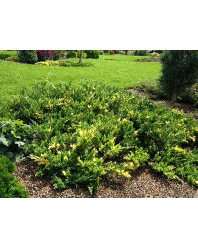 Ялівець китайський Експанса Варієгата | Juniperus chinensis Expansa Variegata | Можжевельник китайский Экспанса Вариегата