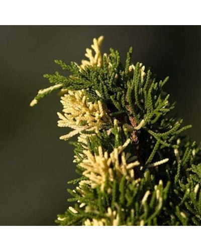 Ялівець китайський Експанса Варієгата | Juniperus chinensis Expansa Variegata | Можжевельник китайский Экспанса Вариегата