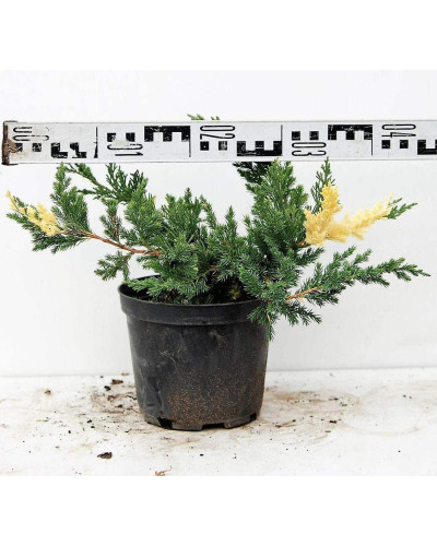 Ялівець китайський Експанса Варієгата | Juniperus chinensis Expansa Variegata | Можжевельник китайский Экспанса Вариегата
