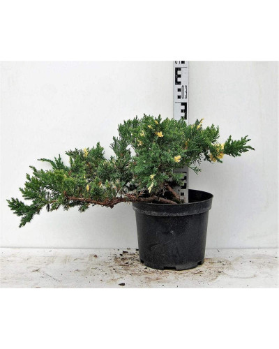 Ялівець китайський Експанса Варієгата | Juniperus chinensis Expansa Variegata | Можжевельник китайский Экспанса Вариегата