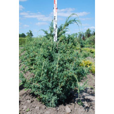 Ялівець китайський Блю Альпс | Juniperus chinensis Blue Alps | Можжевельник китайский Блю Альпс