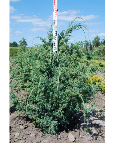 Ялівець китайський Блю Альпс | Juniperus chinensis Blue Alps | Можжевельник китайский Блю Альпс