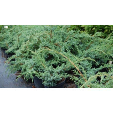 Ялівець китайський Блю Альпс | Juniperus chinensis Blue Alps | Можжевельник китайский Блю Альпс