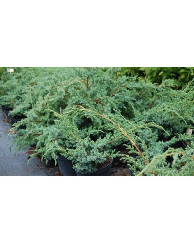 Ялівець китайський Блю Альпс | Juniperus chinensis Blue Alps | Можжевельник китайский Блю Альпс