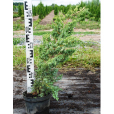 Ялівець китайський Блю Альпс | Juniperus chinensis Blue Alps | Можжевельник китайский Блю Альпс