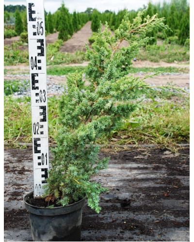 Ялівець китайський Блю Альпс | Juniperus chinensis Blue Alps | Можжевельник китайский Блю Альпс