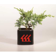 Ялівець китайський Блю Альпс | Juniperus chinensis Blue Alps | Можжевельник китайский Блю Альпс