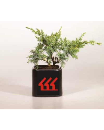 Ялівець китайський Блю Альпс | Juniperus chinensis Blue Alps | Можжевельник китайский Блю Альпс