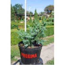 Ялівець китайський Блю Альпс | Juniperus chinensis Blue Alps | Можжевельник китайский Блю Альпс