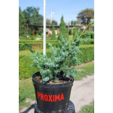 Ялівець китайський Блю Альпс | Juniperus chinensis Blue Alps | Можжевельник китайский Блю Альпс
