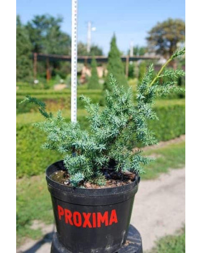 Ялівець китайський Блю Альпс | Juniperus chinensis Blue Alps | Можжевельник китайский Блю Альпс